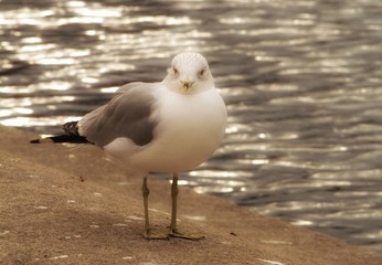 Seagull 