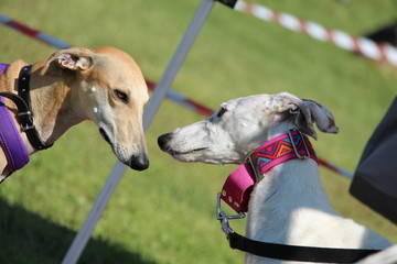 Galgo nocciola e bianco