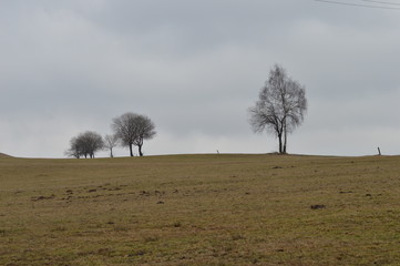 Bergwiese nach der Schneeschmelze
