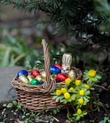 Winterlinge am Osterkörbchen