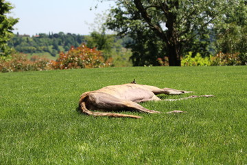 Grey che dorme sull'erba