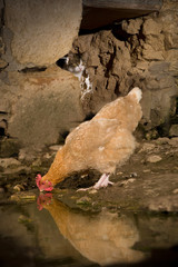 Chat et poule dans une ferme