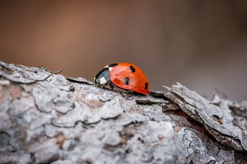 Obraz premium Macro photograph of a laybird from the side on pinewood