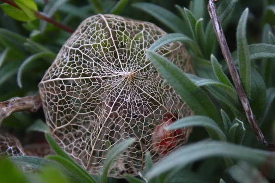 Trockene Physialis