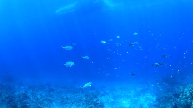 Coral reef underwater. Fish in ocean