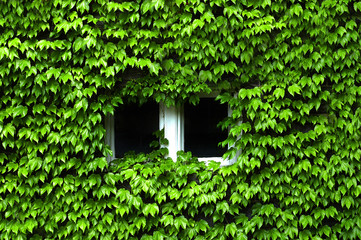 Ivey Covered Windows Lush Green