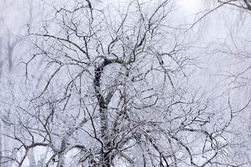 trees covered with snow in a park in snowy weather
