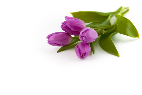 Fototapeta Bouquet of purple tulips on a white background, isolated with copy space. Greeting card.