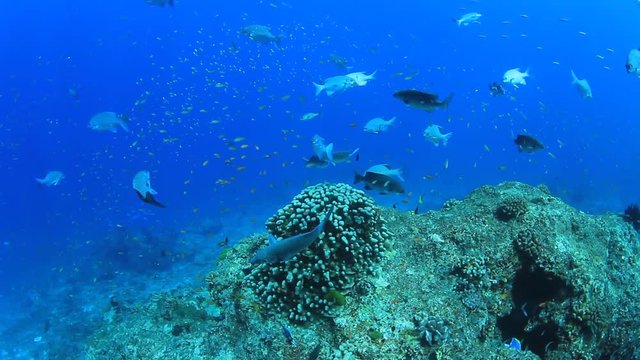 Coral reef underwater. Fish in ocean