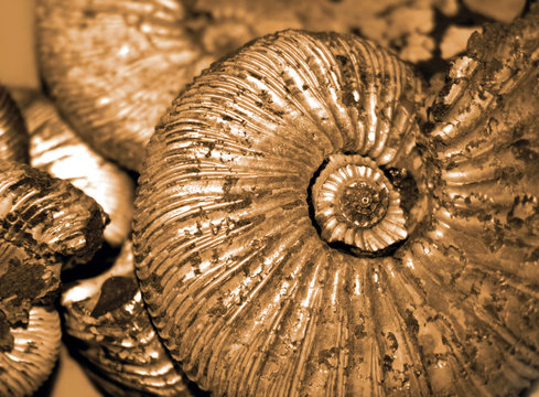 Fossilized ammonites