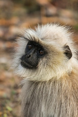 Portrait of a Common langur sitting in a tree, Pench National Park, India
