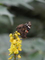 The jump of the butterfly