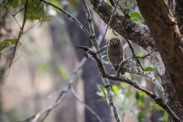Jungle owlet perching on a branch, Pench National Park, India