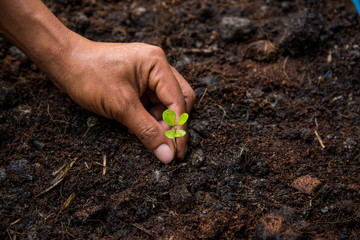 Hand farmer plant tree