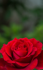 Red rose flower background