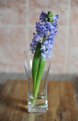 Tender blue hyacinth flowers in a glass vase. Nice pink background, wooden table, spring mood