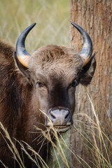 Portrait of a Gaur, Pench National Park, India