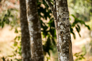 Obraz premium Agarwood tree in the forest