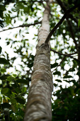 Agarwood tree in the forest