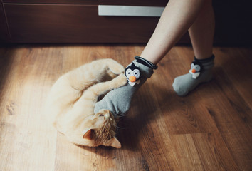 active cat playing with his mistress