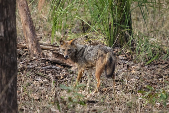 Golden Jackal in the forest, Pench National Park, India
