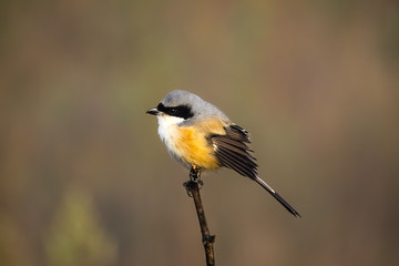 Close up of a Long tailed shrike perching on a branch, Kanha National Park, India