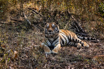 Impressive Bengal tiger resting in the forest, Kanha National Park, India