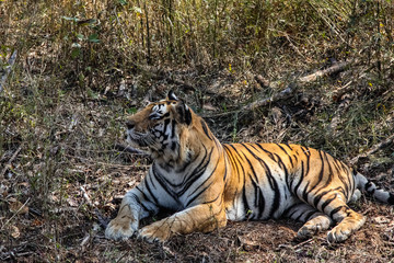 Impressive Bengal tiger resting in the forest, Kanha National Park, India