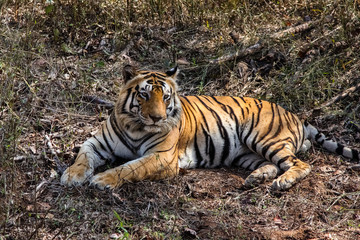 Close up of an impressive Bengal tiger resting in the forest, Kanha National Park, India