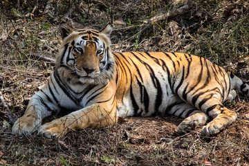 Close up of an impressive Bengal tiger resting in the forest, Kanha National Park, India