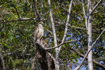 Crested serpent eagle perching on a branch, Kanha National Park, India