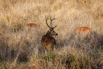 Very rare male Barasingha or Swamp deer with Spotted deers in the background, Kanha National Park, India