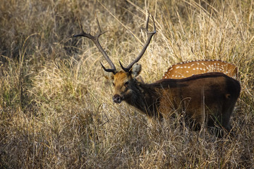 Very rare male Barasingha or Swamp deer with Spotted deers in the background, Kanha National Park, India