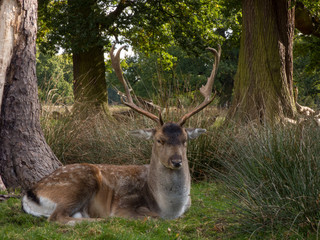 Stag