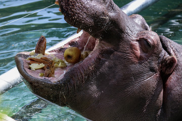 hippopotamus