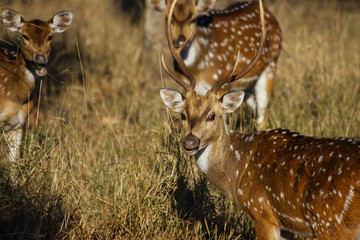Close up of a male Spotted deer with female in the background, Bandhavgarh National Park, India