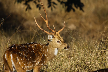 Close up of a male Spotted deer, Profile, Bandhavgarh National Park, India