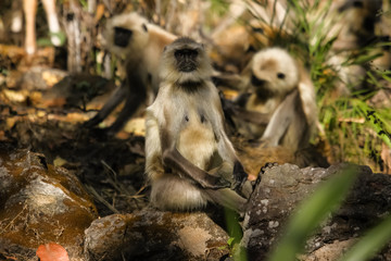Close up of a Common langur with family in the background, Bandhavgarh National Park, India