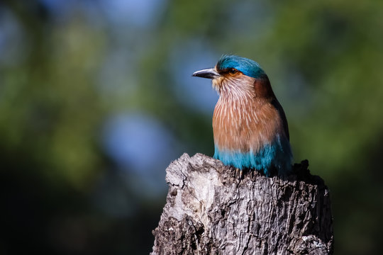 Indian roller perching on a tree trunk, , Bandhavgarh National Park, India