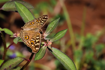 Close up of a butterfly, Bandhavgarh National Park, India