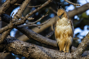 Close up of a Changeable hawk eagle, Bandhavgarh National Park, India