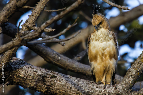 Close Up Of A Changeable Hawk Eagle Bandhavgarh National