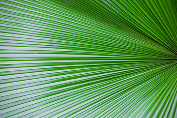 Obraz premium Abstract image of green palm leaf for background.