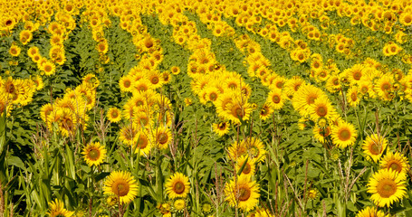 Beautiful blooming field of sunflowers in summer sunny day