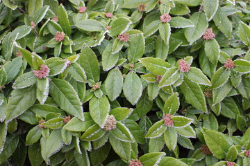 Fototapeta premium Frozen Leaves