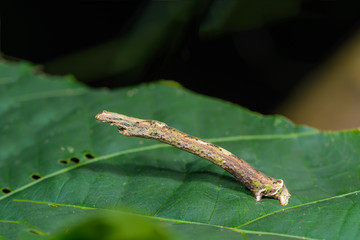 Caterpillar,  worm  camouflaged on leaves with green background.