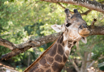 giraffe