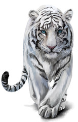 White tiger sneaks watercolor painting