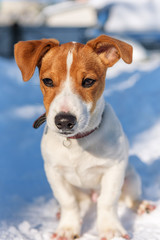 Jack Russel terrier puppy