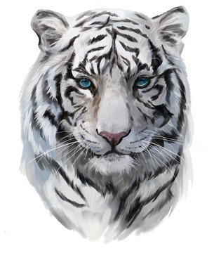 The head of the white tiger
